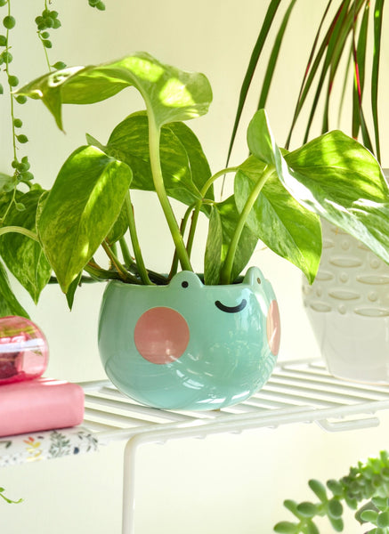 frog in potted plant Ebbo Frog Planter – Shopzoki