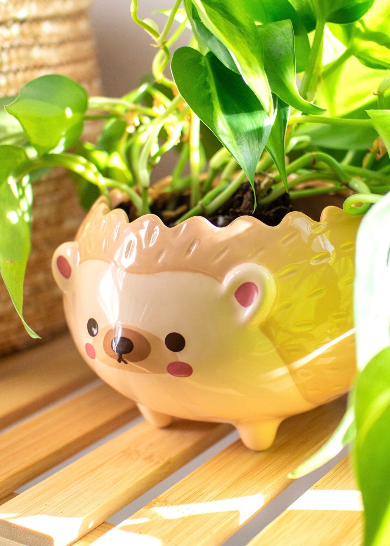hedgehog succulent pot Heji Hedgehog Planter – Shopzoki