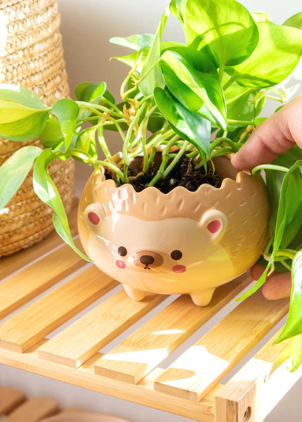 hedgehog plant pot feet Heji Hedgehog Planter – Shopzoki